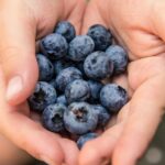 Blueberries
